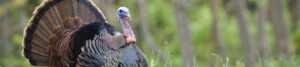 A male turkey with his tailfeathers spread out in a fan