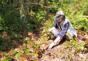 A woman crouches on the forest floor to pick up a matched set of blacktail deer antlers