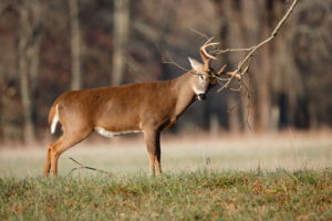A white-tailed deer actively working a rub