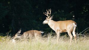 A blacktail buck tends a doe.