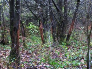 A series of bright buck rubs are seen on trees in a forest.