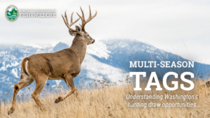 A buck walks through a meadow; Multi-season video image