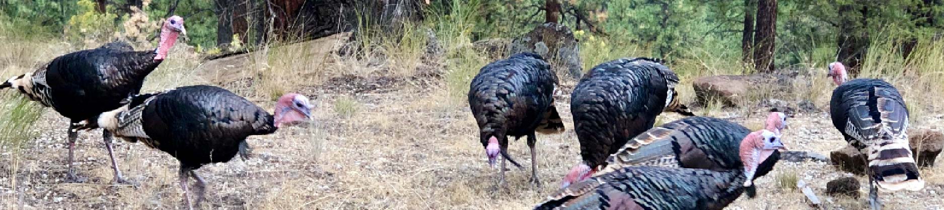 April 25 Turkey header-01