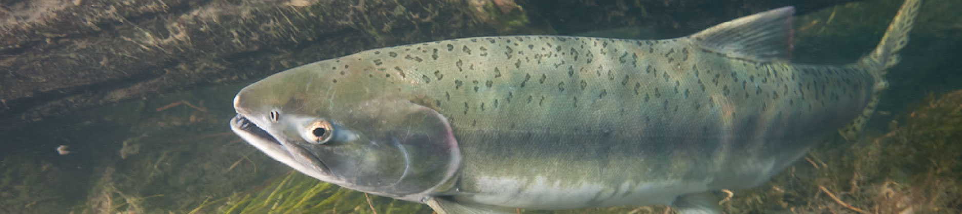 August 25 Fishing header-01