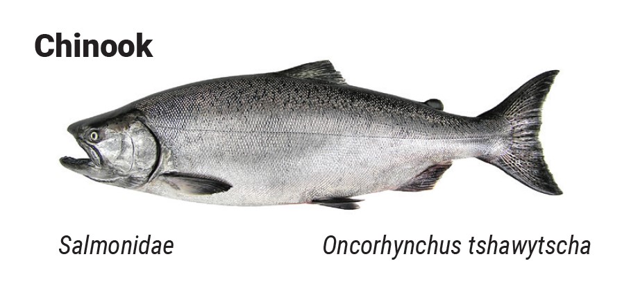 Chinook
