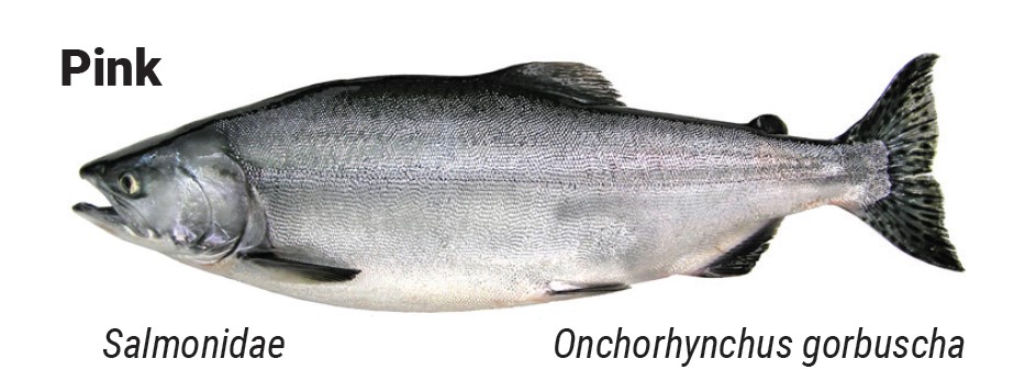 pink salmon