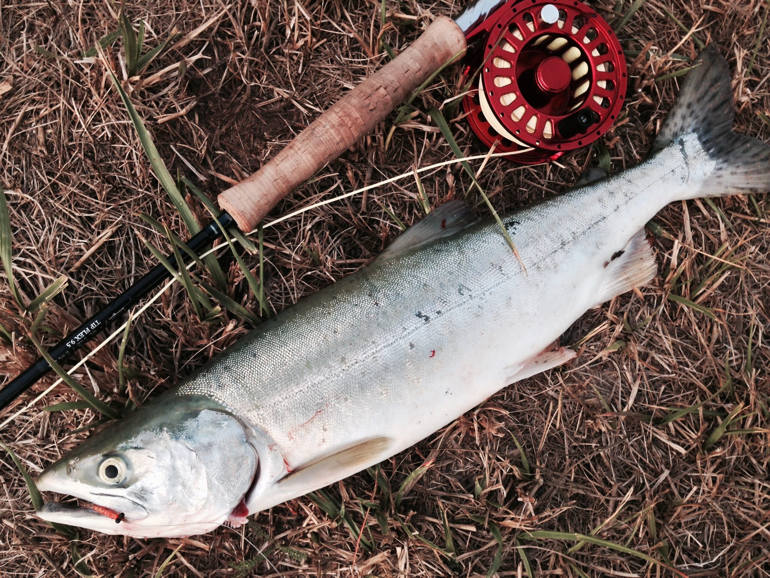 pink_salmon_20150822
